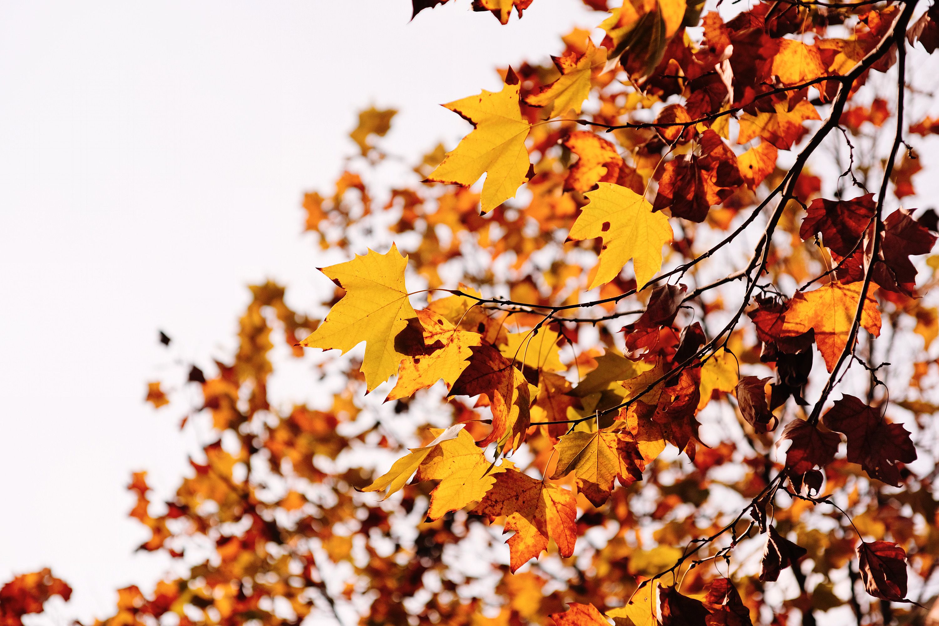 Seasonal Loan